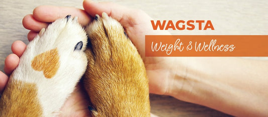 Welcome to Wagsta, Your Go-To for Everything Walkies, Weight &amp; Wellness!